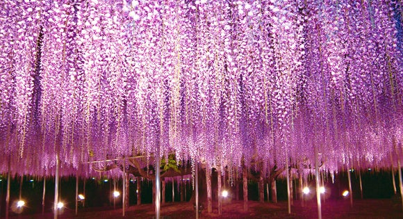 <新宿発・西船橋発> たっぷり2時間滞在! あしかがフラワーパーク幻想的なライトアップ 奇蹟の大藤&白藤トンネル と 栃木の人気ブランドいちご狩り そして、20種類のスイーツビュッフェで優雅なティータイム♪3